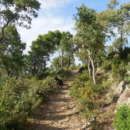 La Bergerie Villa La Garde-Freinet Bagian luar foto